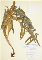 藏品(藍薊)的圖片